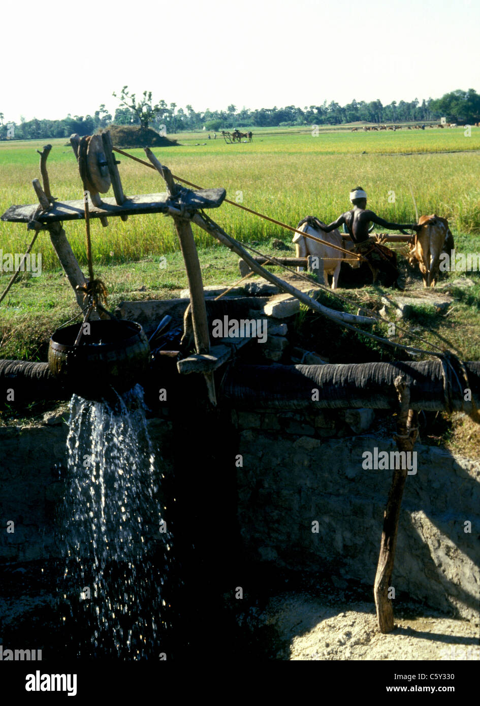 Traditional method of irrigation using a pulley drawn by oxen India Stock Photo Alamy