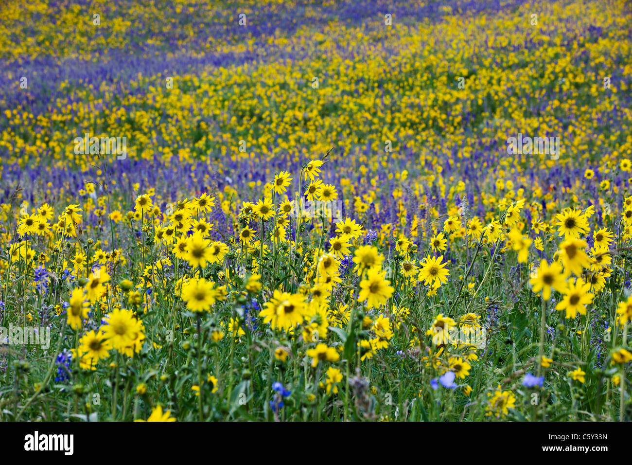 Aspen Sunflowers, Lupine and Ipomopsis Tenuituba wildflowers grow along Brush Creek Road near Crested Butte, Colorado, USA Stock Photo