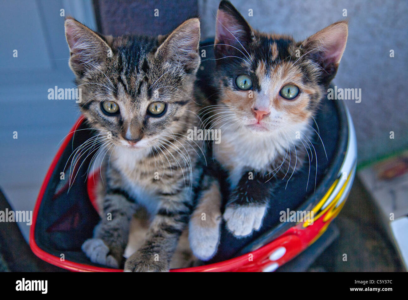 Juvenile kittens posing in motorcycle helmet. Stock Photo