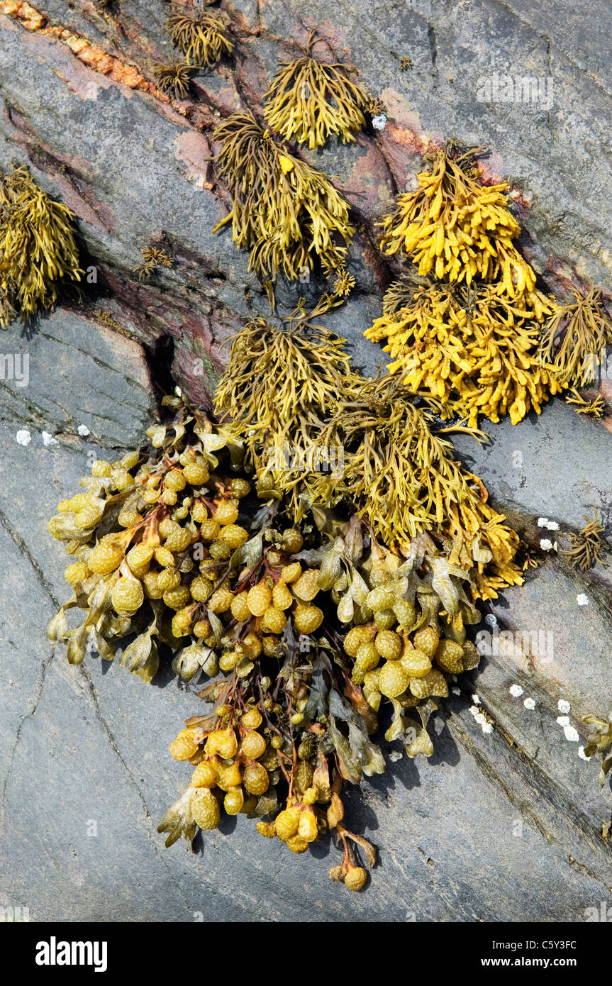 Bladder wrack seaweed on tidal coastal rock pool rock Stock Photo Alamy