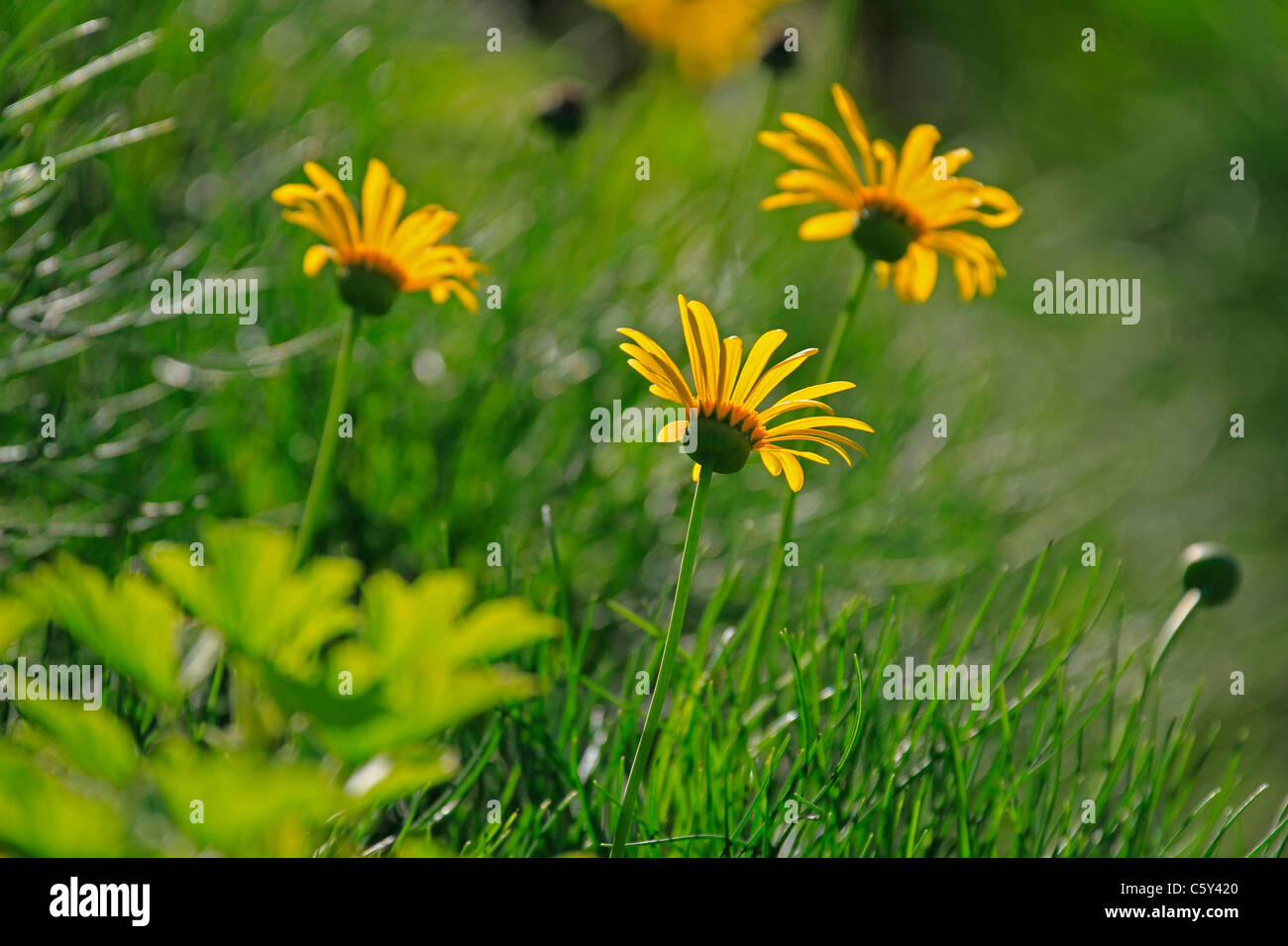 Yellow daisies in Kirstenbosch Botanical Gardens Stock Photo Alamy