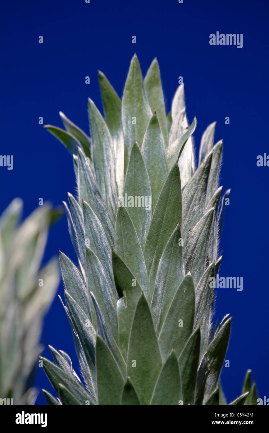 Leaves Of The Leucadendron Argenteum Silver Tree Silver Leaf Tree Witteboom Silwerboom Against A Blue Sky At Kitrstenbosch Botanical Gardens Stock Photo Alamy Leaves Of The Leucadendron Argenteum Silver Tree Silver Leaf Tree Witteboom Silwerboom Against A Blue Sky At Kitrstenbosch Botanical Gardens Stock Photo Alamy