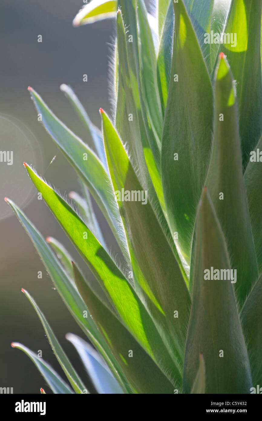 Leaves of the Leucadendron argenteum (Silver tree, Silver leaf tree