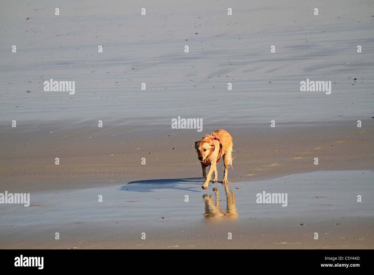 Golden retriever (Labrador) running on the beach at Milnerton near Cape