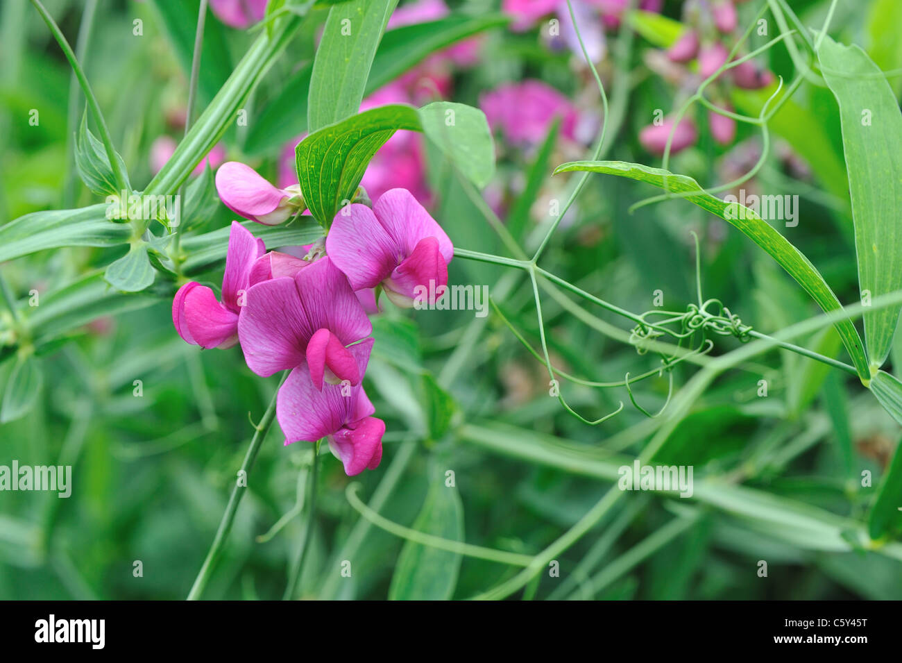 Perennial peavine - Perennial sweet pea - Everlasting pea (Lathyrus latifolius) blooming in summer Stock Photo