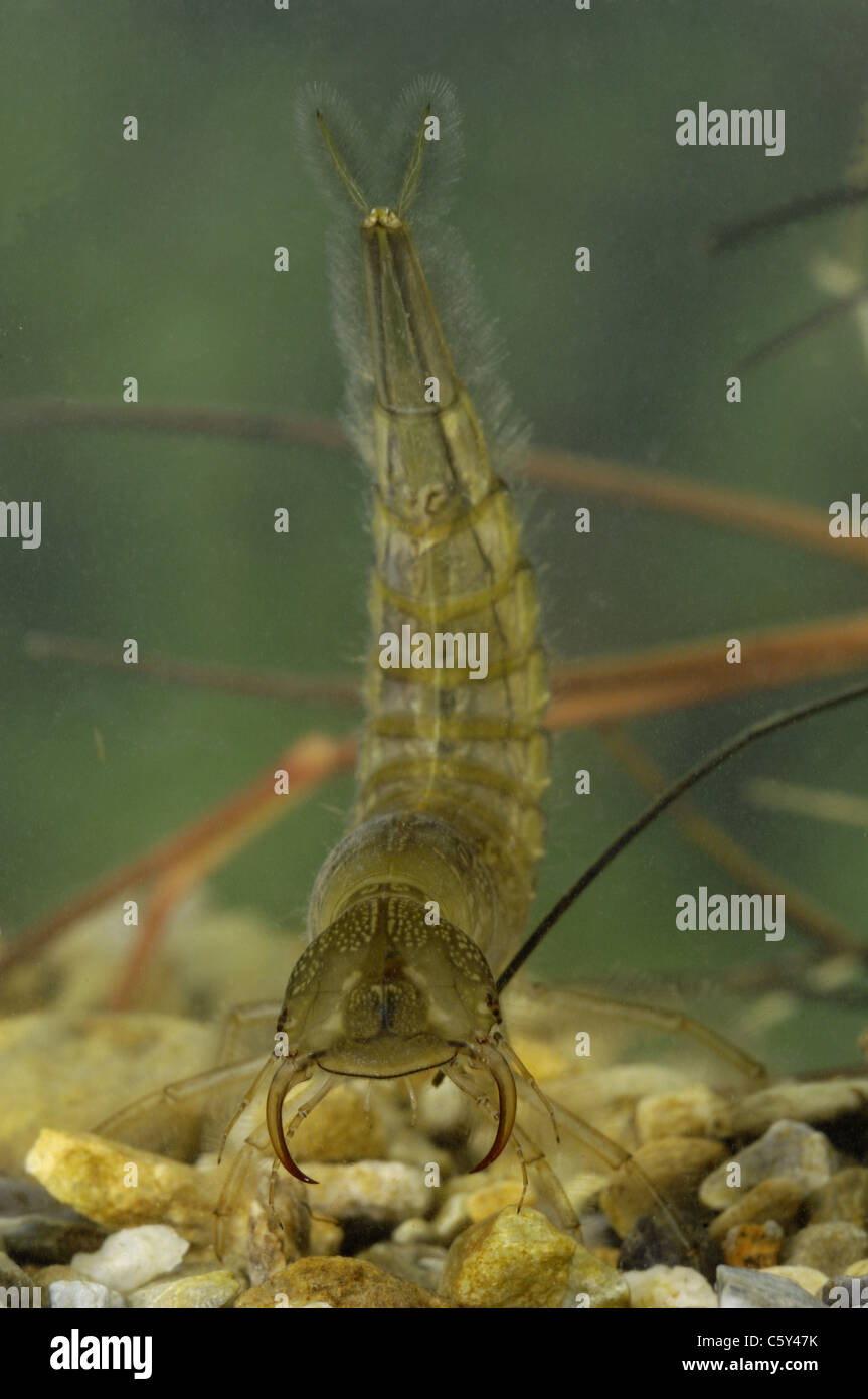 Great diving beetle Water tiger (Dytiscus marginalis) larva swimming in a little pond Stock