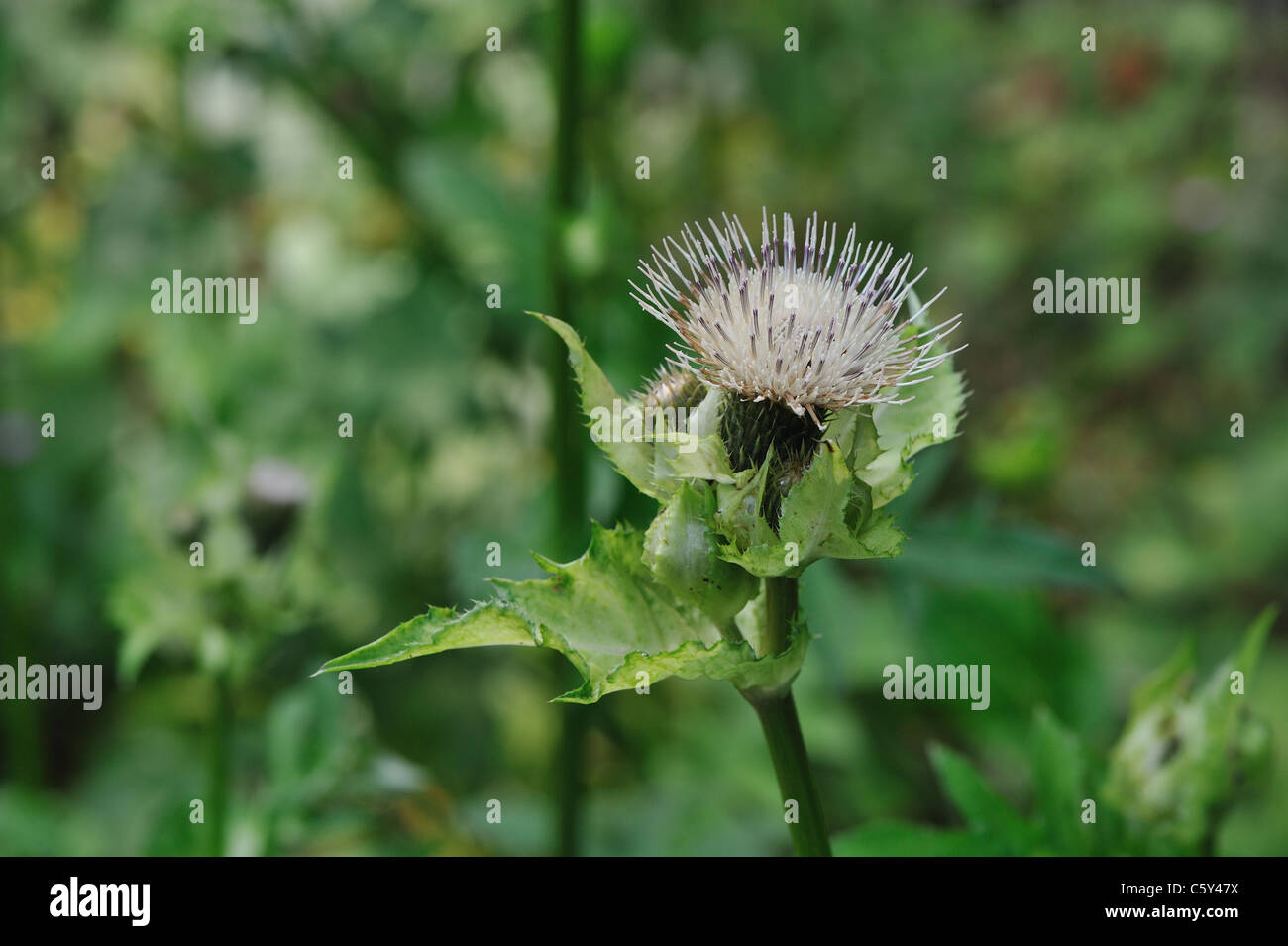 Cabbage thistle (Cirsium oleraceum) blooming in summer Stock Photo