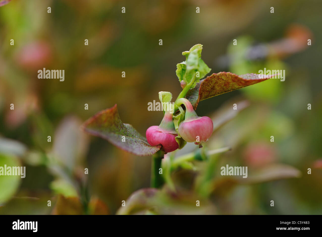 Bilberry - Whortleberry (Vaccinium myrtillus) at the end of the flowering in summer Stock Photo