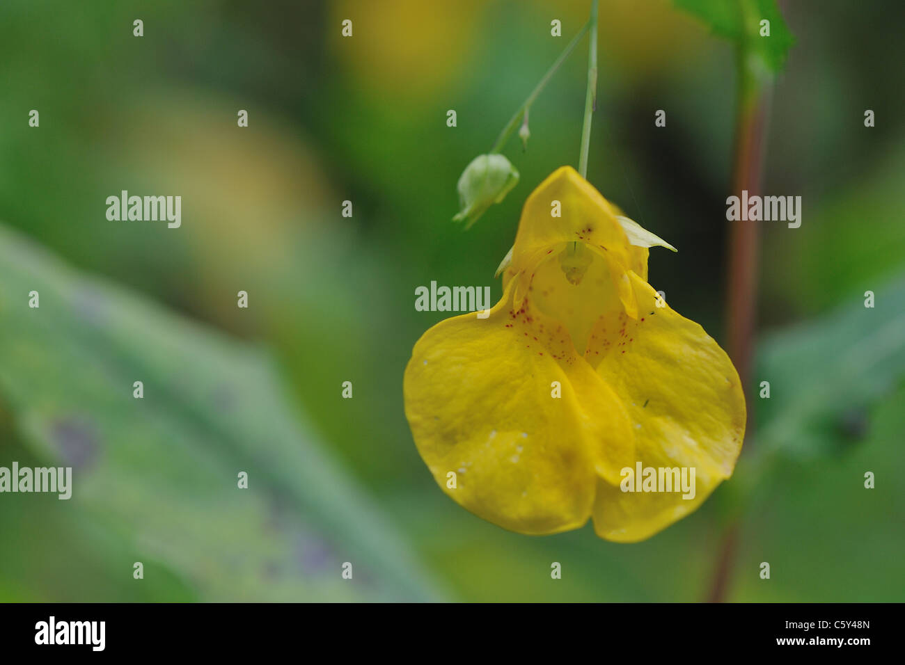 Touch-me-not basalm - Spring balsam - Yellow basalm (Impatiens noli-tangere) flowering in summer Belgium Stock Photo
