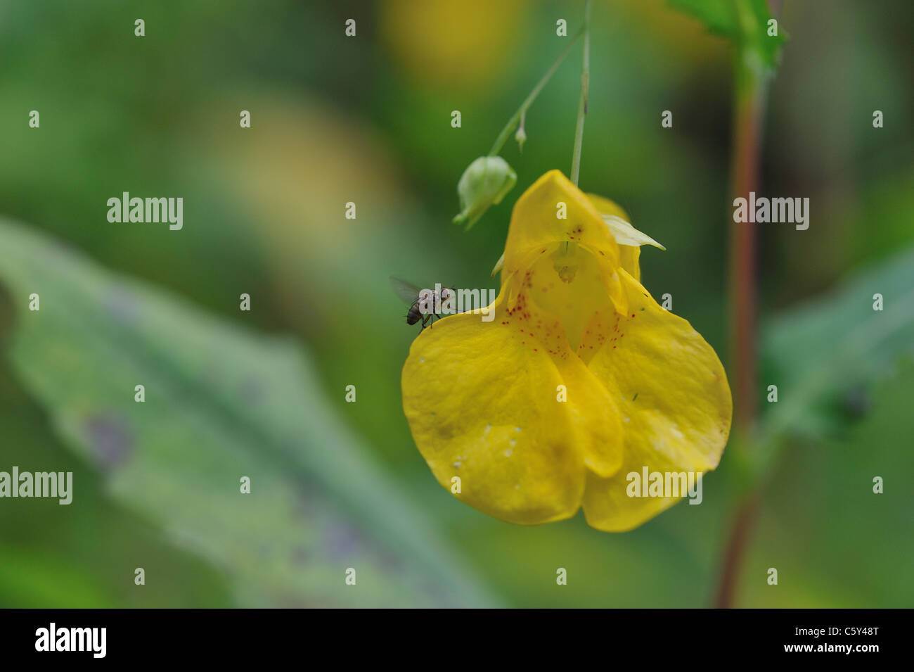 Touch-me-not basalm - Spring balsam - Yellow basalm (Impatiens noli-tangere) flowering in summer visited by a fly Stock Photo