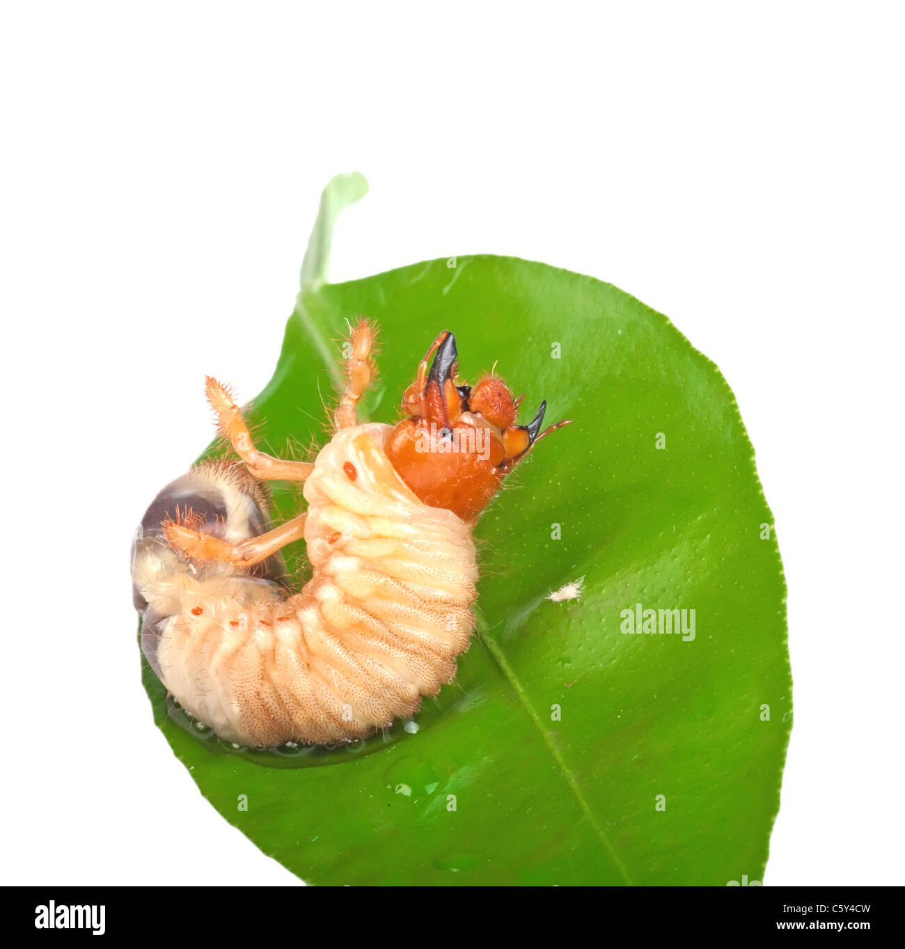 Chafer larva on green leaf isolated on white Stock Photo