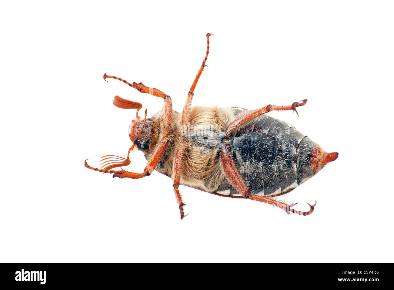 Chafer isolated on white background Stock Photo