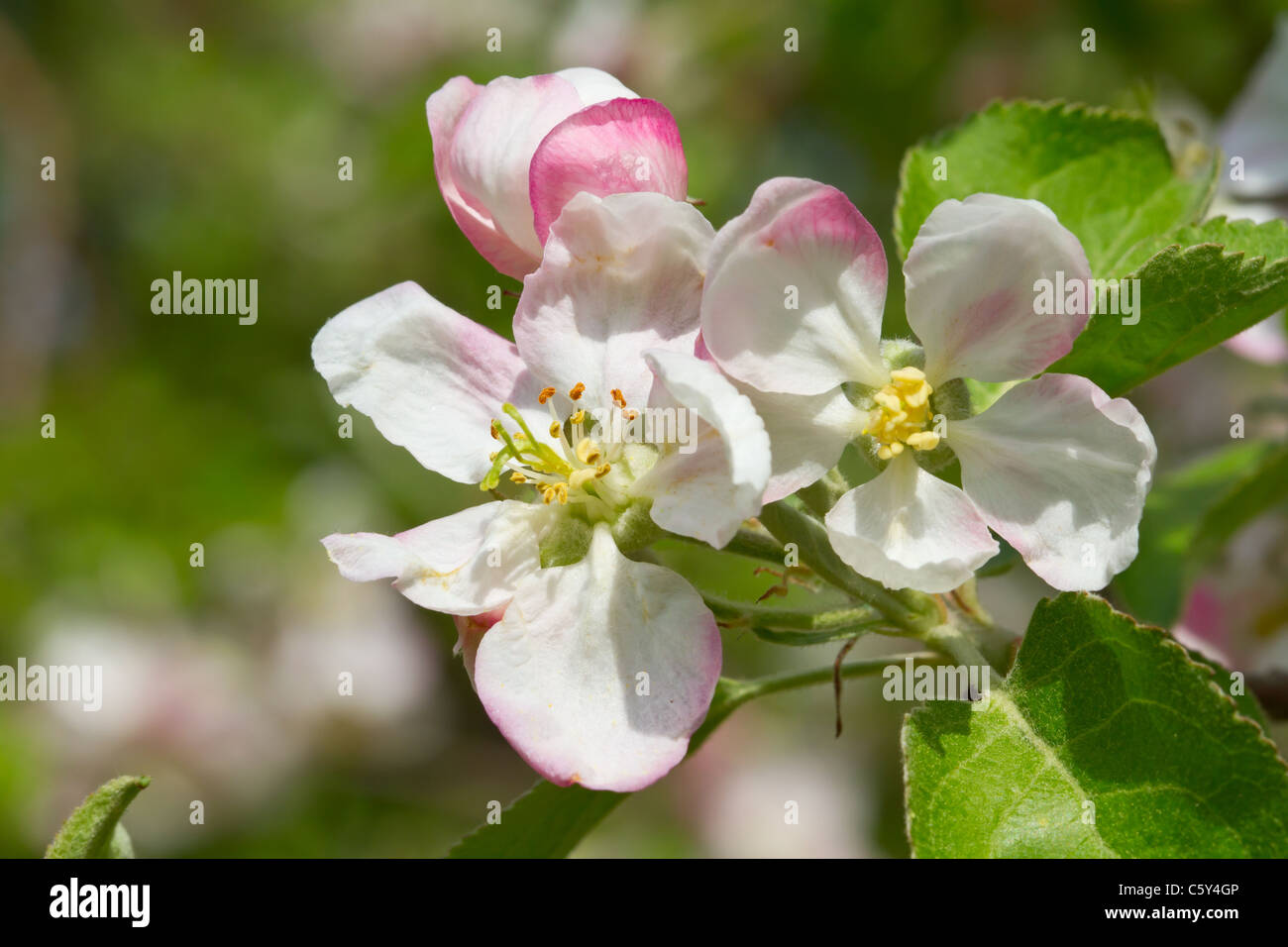 apple blossom Stock Photo
