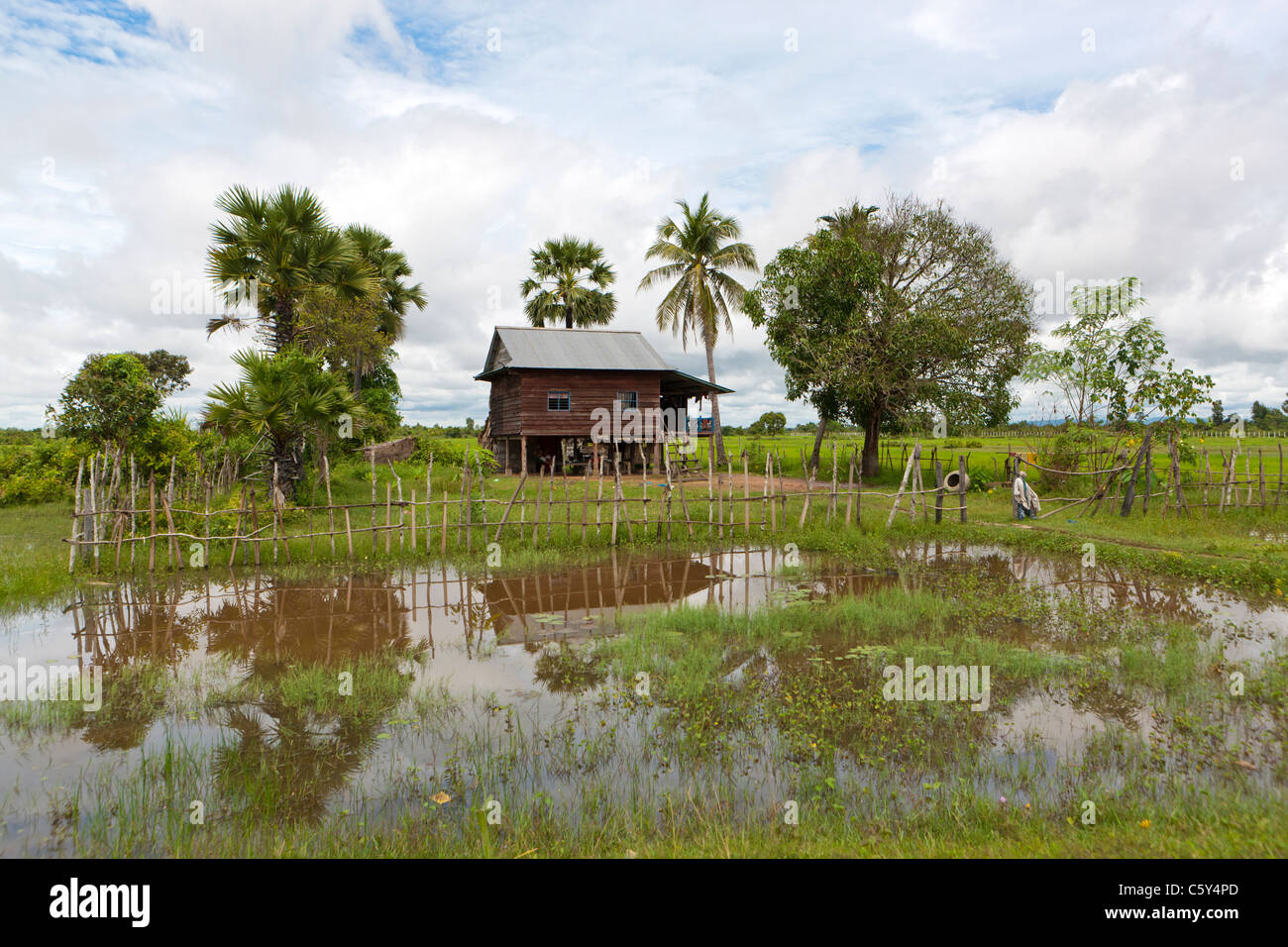 Wooden Hut in a Rice Field under palm trees, near Siem Reap, Cambodia, Asia Stock Photo