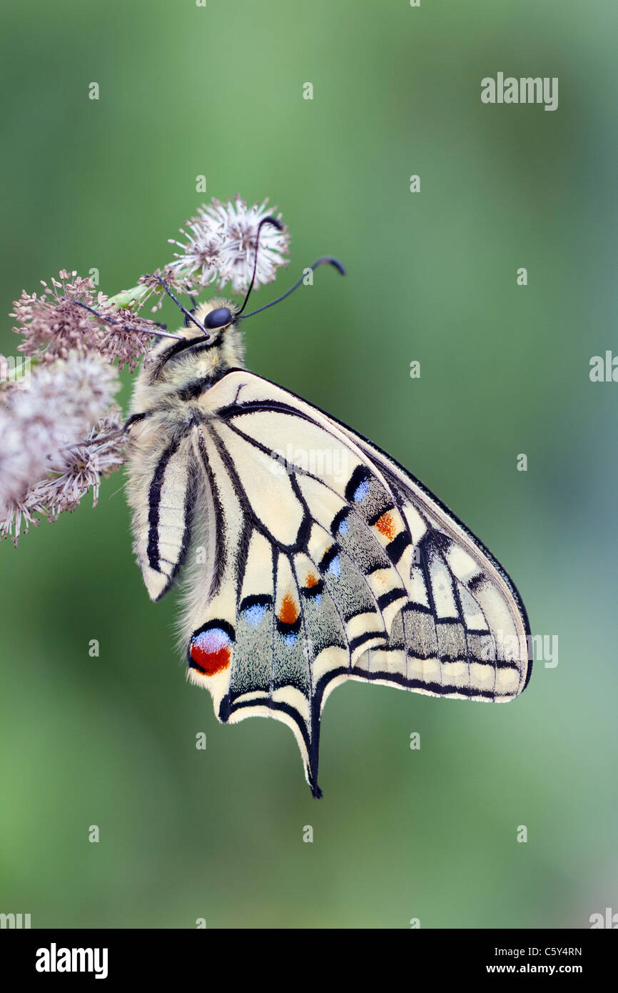Swallowtail Butterfly; Papilio machaon; captive on rush; UK Stock Photo
