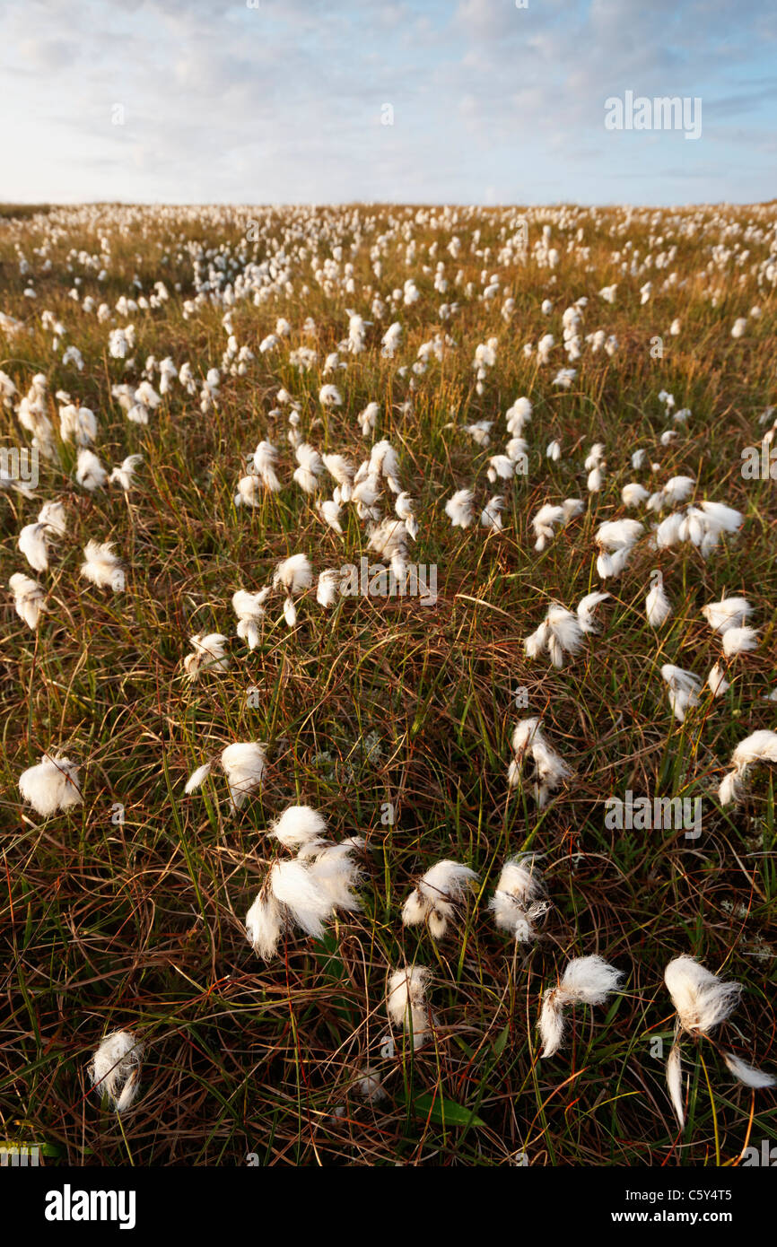Inflorescence peat bog plants highland highlands scotland scottish