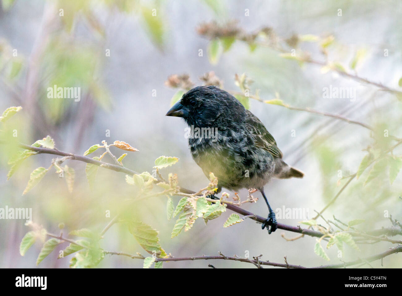 Male Medium ground finch perched on a twig at Urbina Bay, Isabella Island, Galapagos Stock Photo