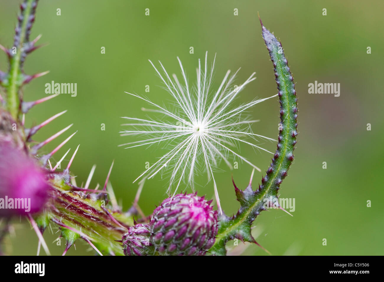 Thistle seed hires stock photography and images Alamy