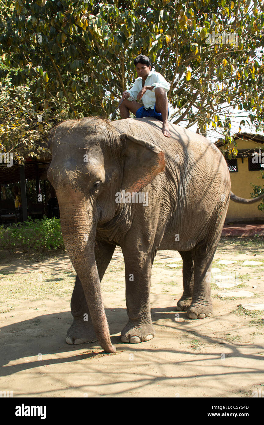 Man riding elephant hires stock photography and images Alamy