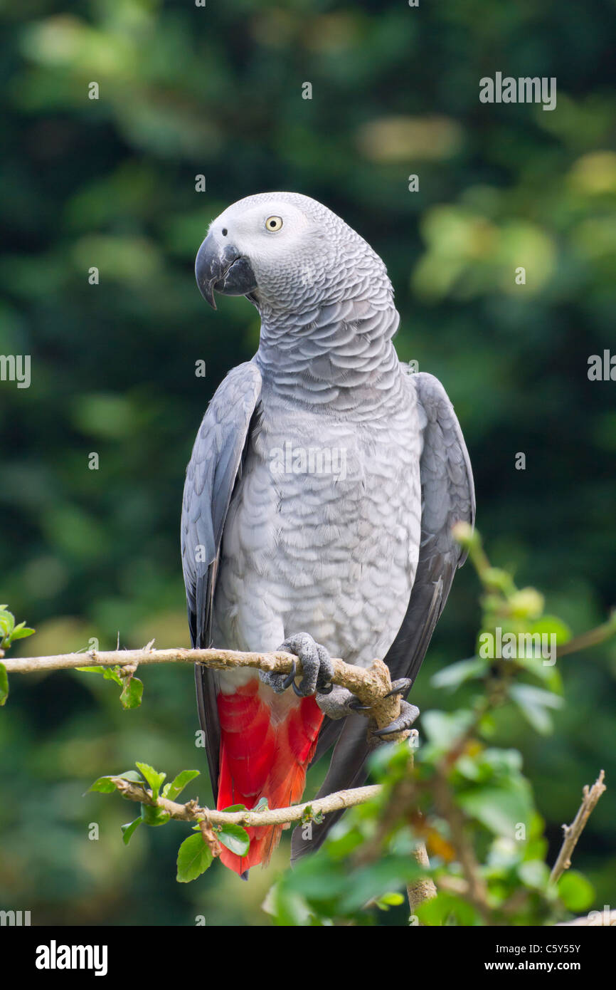 African grey parrot (Psittacus erithacus), Tshopo province in the Democratic Republic of the Congo Stock Photo