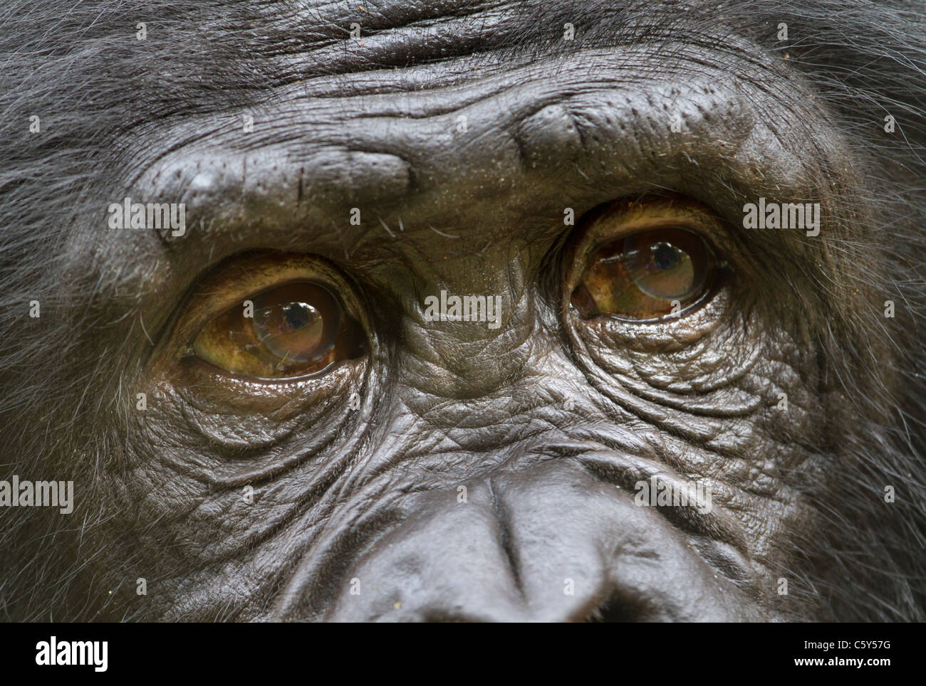 Eyes of bonobo (Pan paniscus), D.R. Congo. Stock Photo