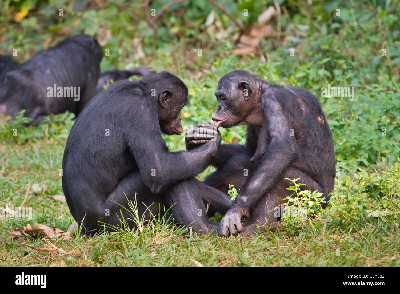 Bonobo (Pan paniscus) doing hand wrestling, Democratic Republic of the Congo. Stock Photo