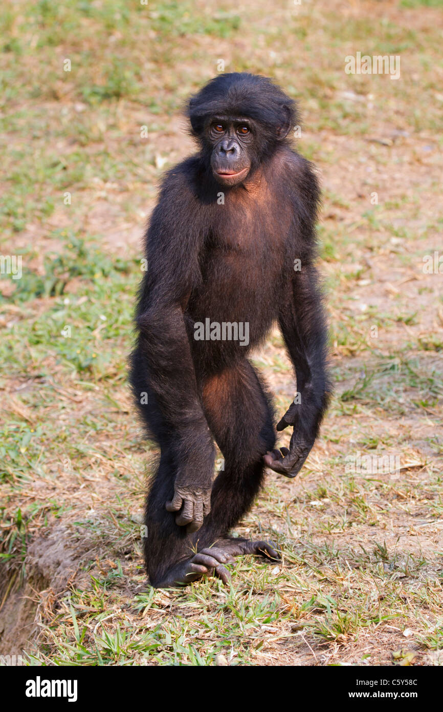 Bonobo (Pan paniscus) staying straight on the hind legs, D.R. Congo. Stock Photo