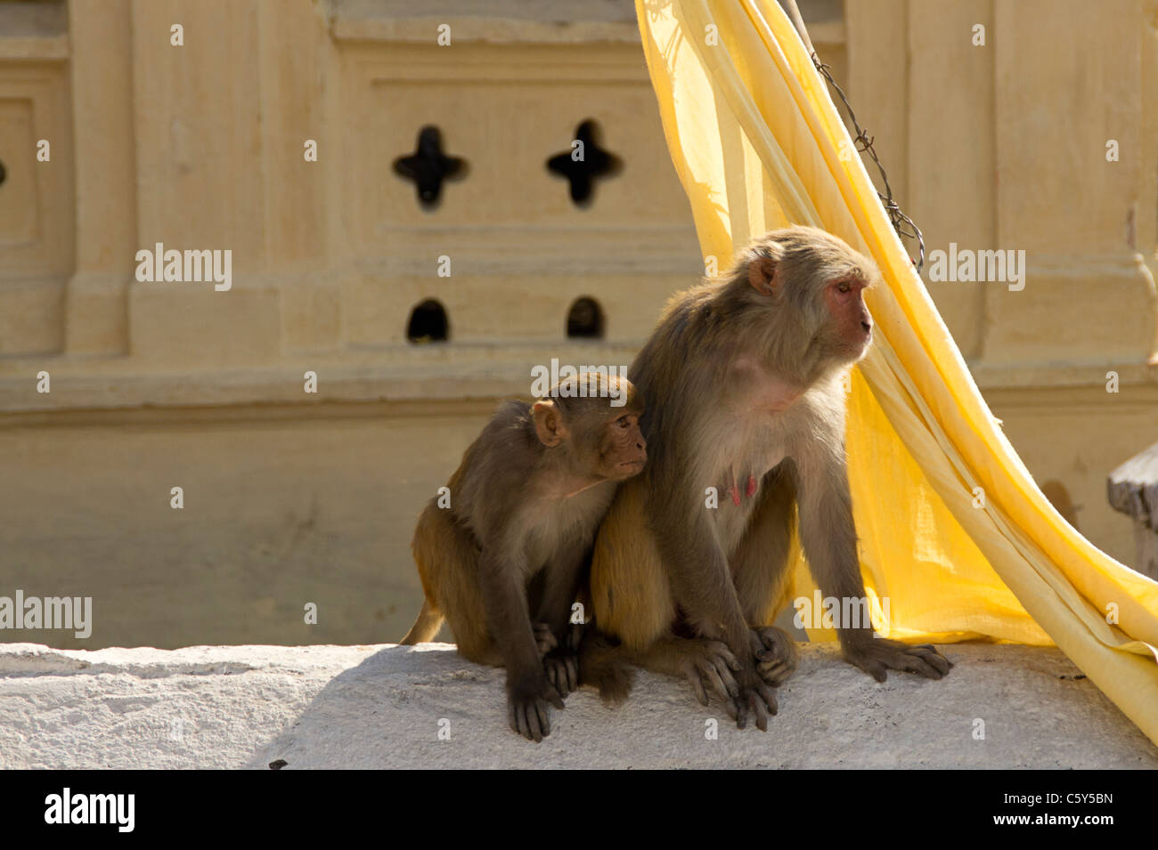 Female ape and her young, Pashupatinat, Kathmandu, Nepal Stock Photo