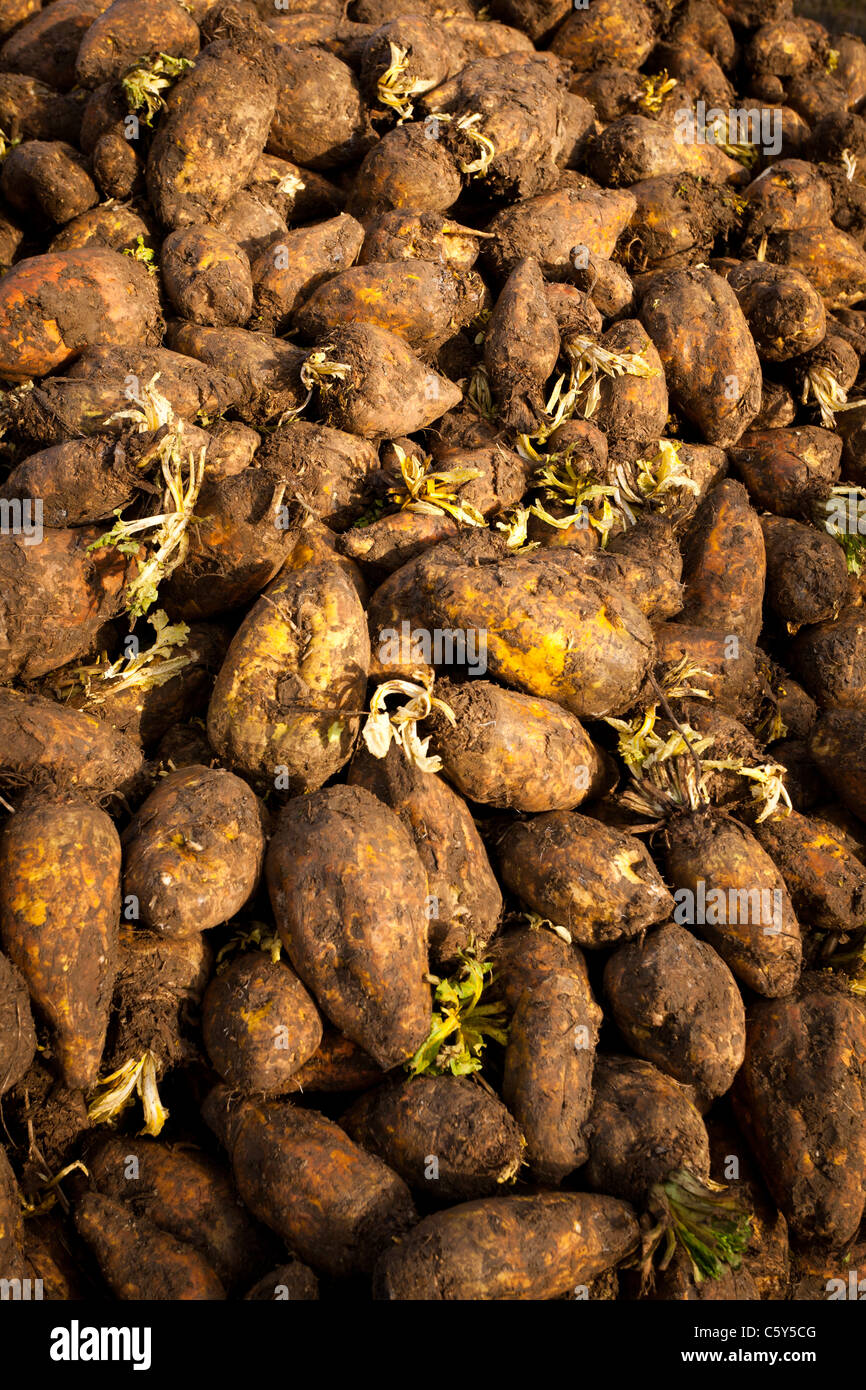 Pile of Turnips used for feed Stock Photo Alamy