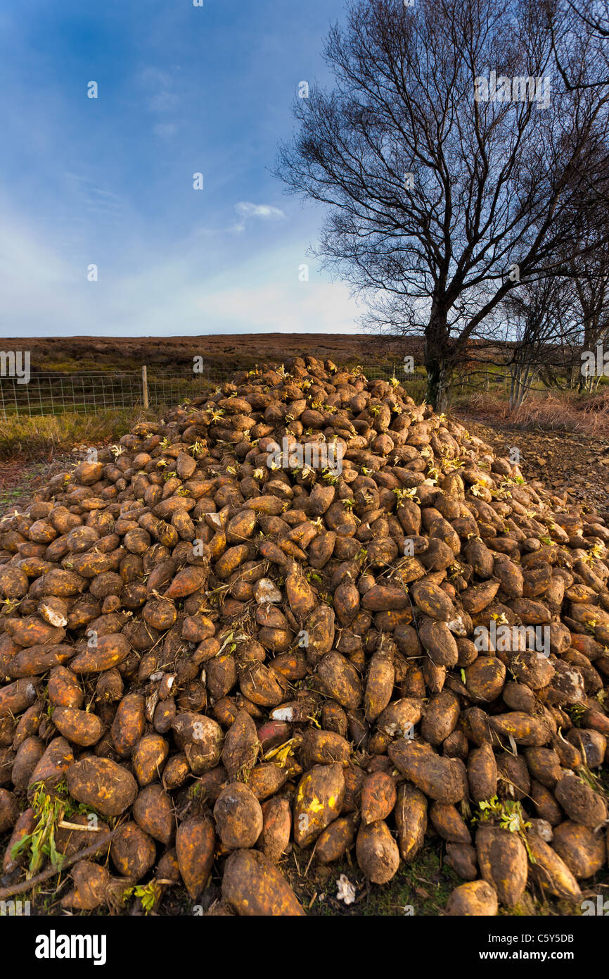 Pile of Turnips used for feed Stock Photo Alamy