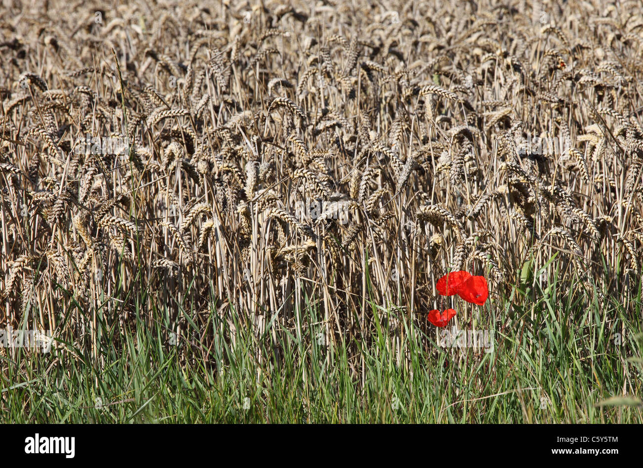 Poppies at edge of corn field Stock Photo