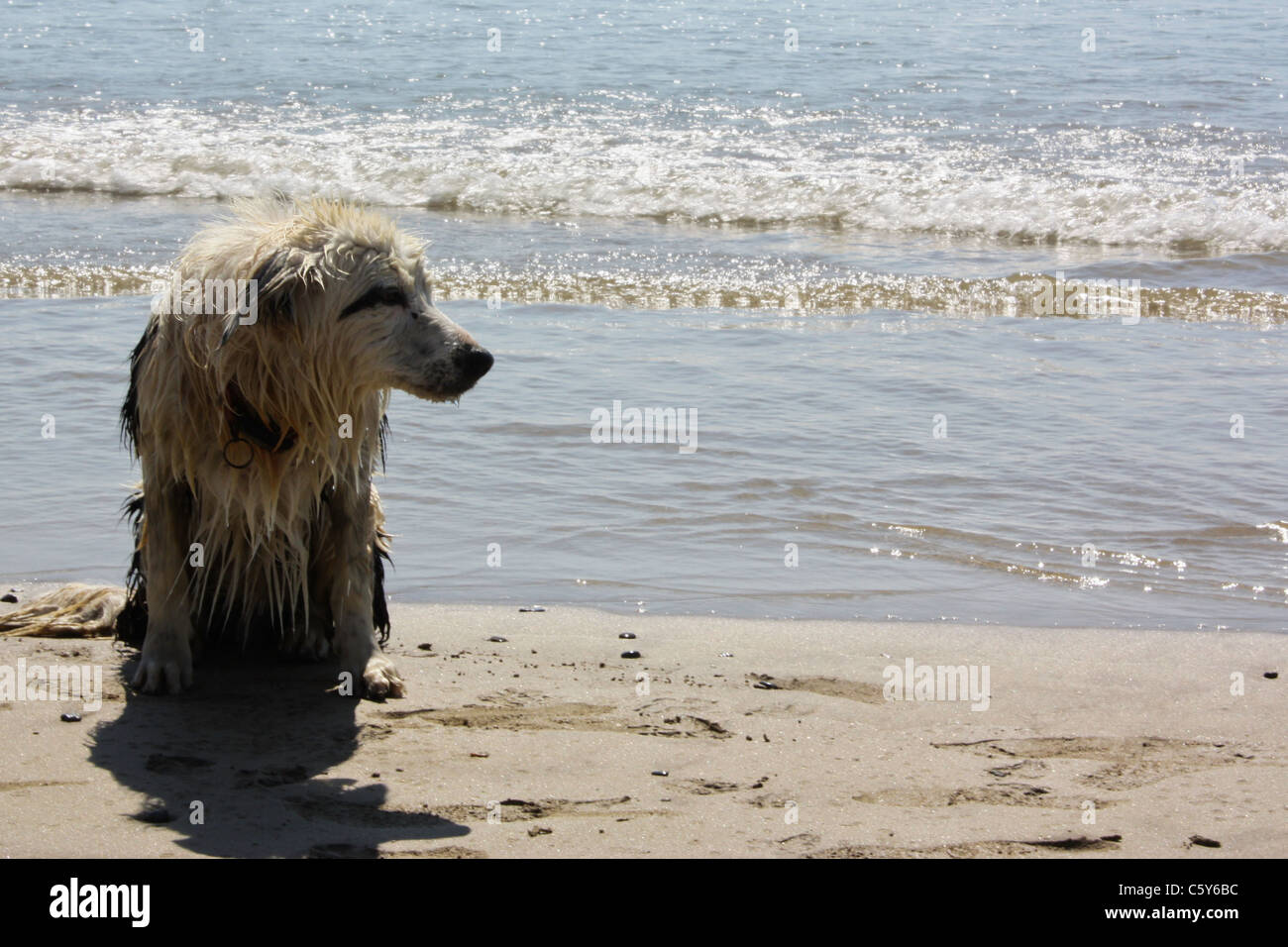 Wet dog at Freshwater West beach in Pembrokeshire, Wales, UK Stock Photo