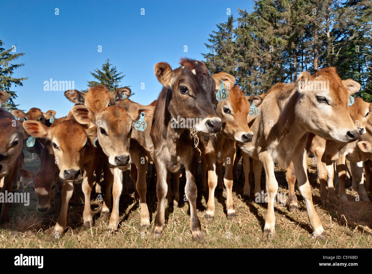 Weaned, curious Jersey calves, Stock Photo