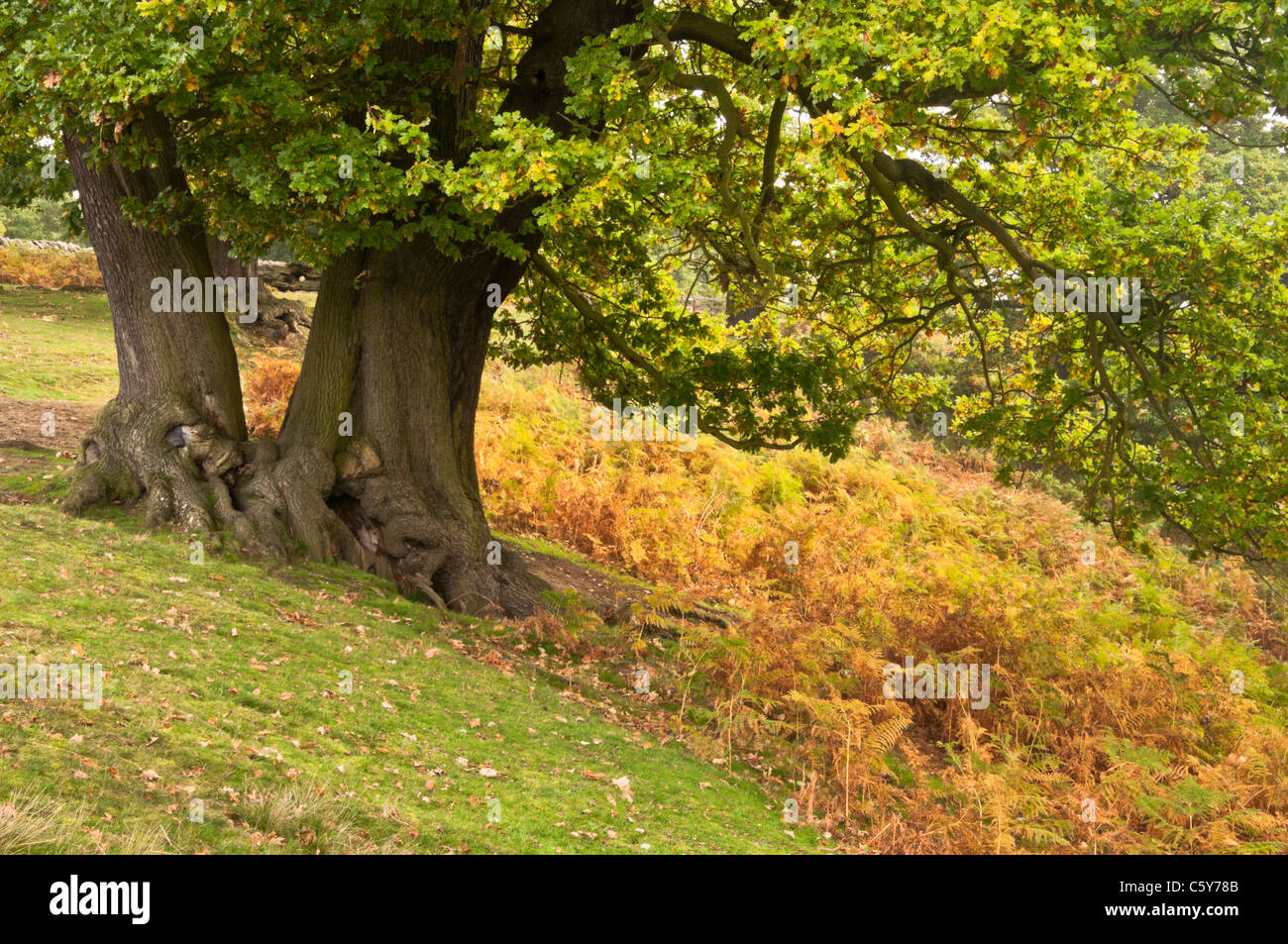 Mature Oak trees amongst the early autumn colours within Bradgate Park ...