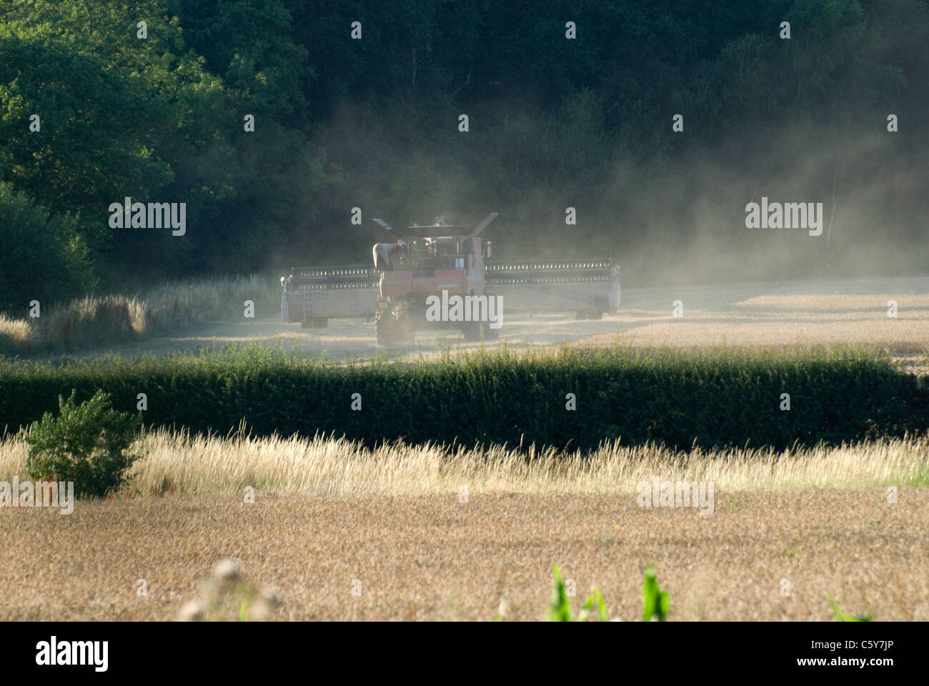Combine harvester in corn fields of England Stock Photo - Alamy