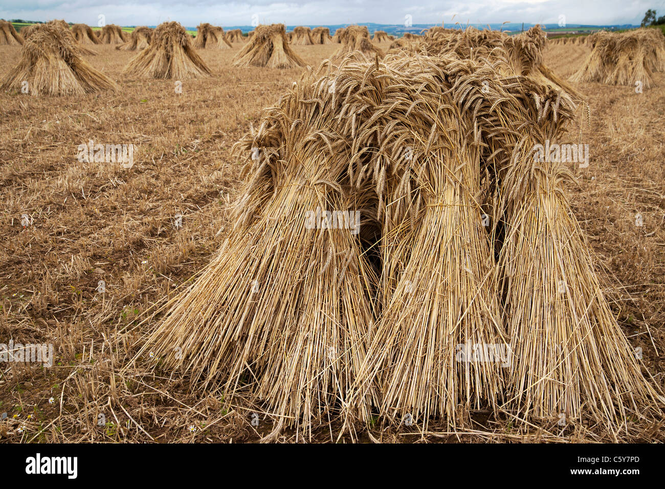wheat sheaf bundles stacked up in field ready for thrashing collection