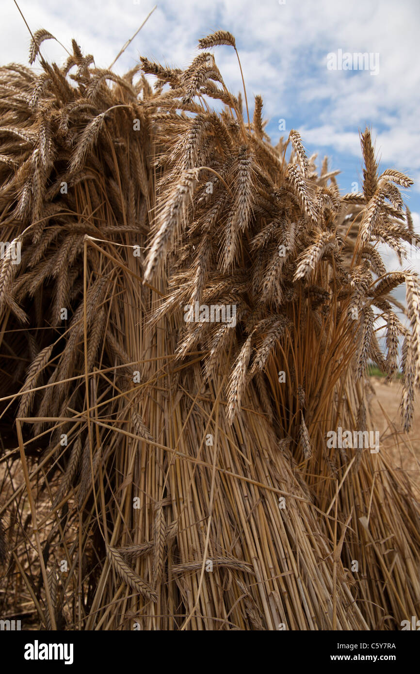 wheat sheaf bundles stacked up in field ready for thrashing collection