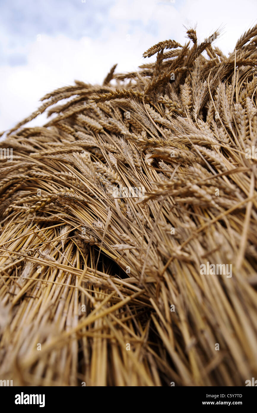 wheat sheaf bundles stacked up in field ready for thrashing collection