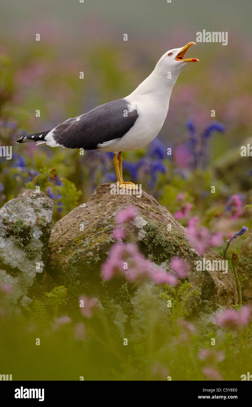 LESSER BLACK-BACKED GULL Larus fuscus  An adult 'long-calling' from an elevated rock Skomer Island, Wales, UK Stock Photo