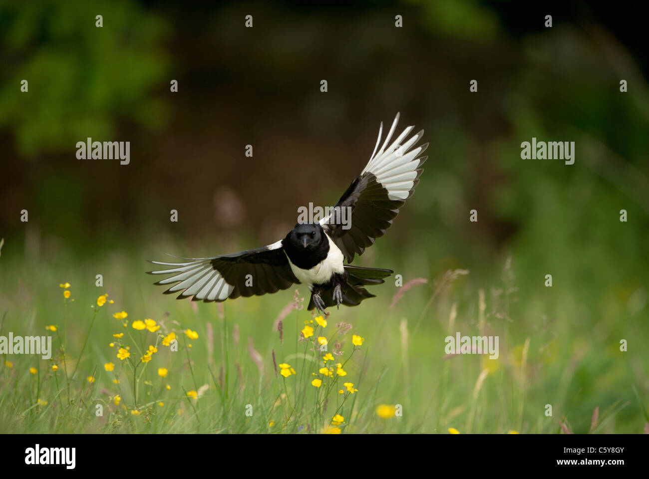 MAGPIE Pica pica  An adult coming in to land in a flower filled meadow  Derbyshire, UK Stock Photo