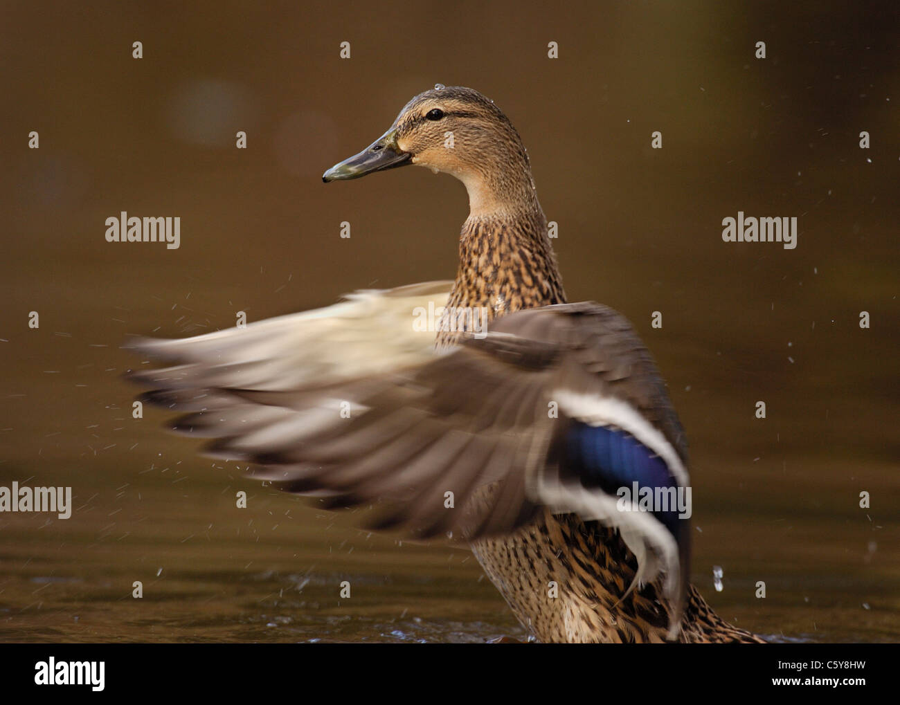 MALLARD Anas platyrhynchos  An adult female stands upright to dry her wings after bathing Derbyshire, UK Stock Photo