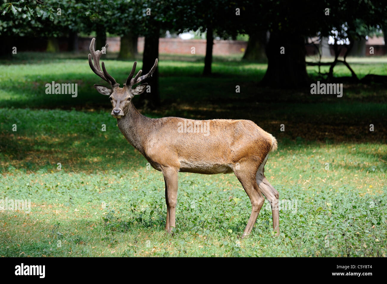 red deer wollaton park nottingham england uk Stock Photo - Alamy