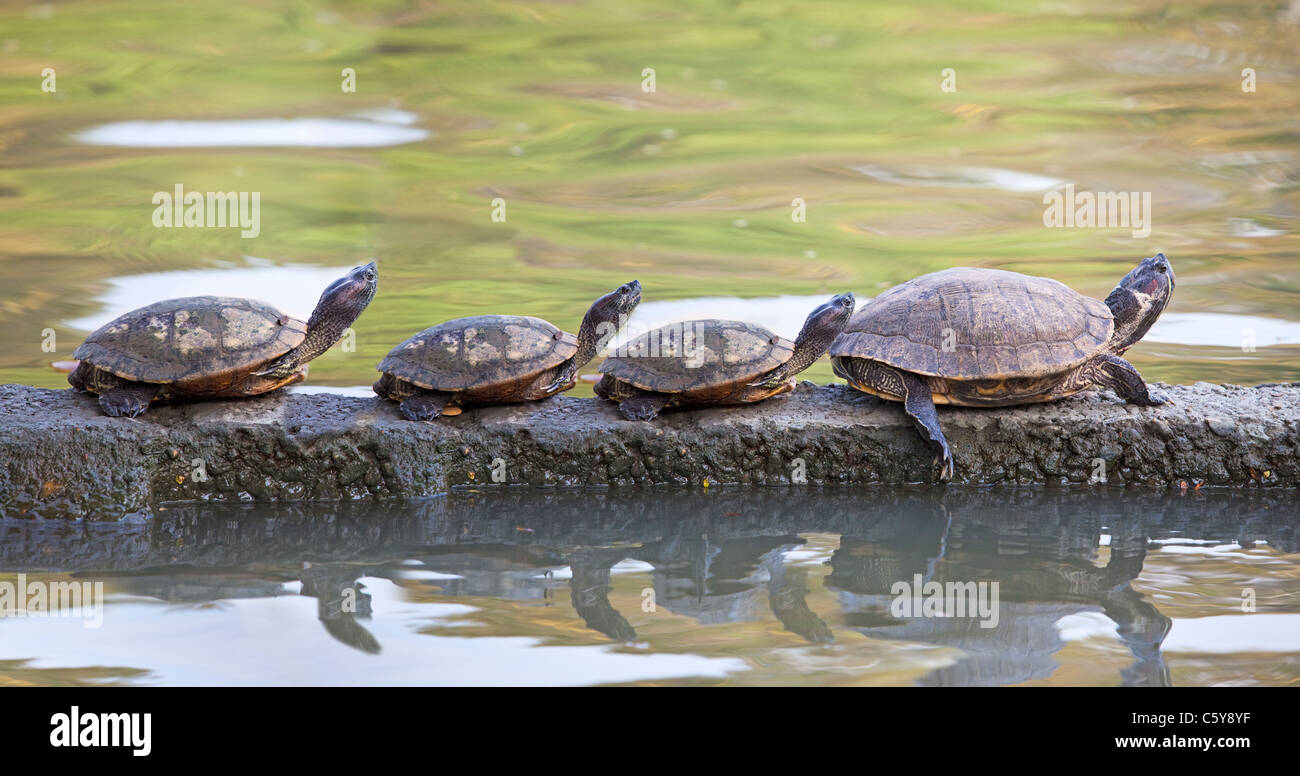 Red-eared Turtles in Lumphini Park, Bangkok, Thailand Stock Photo