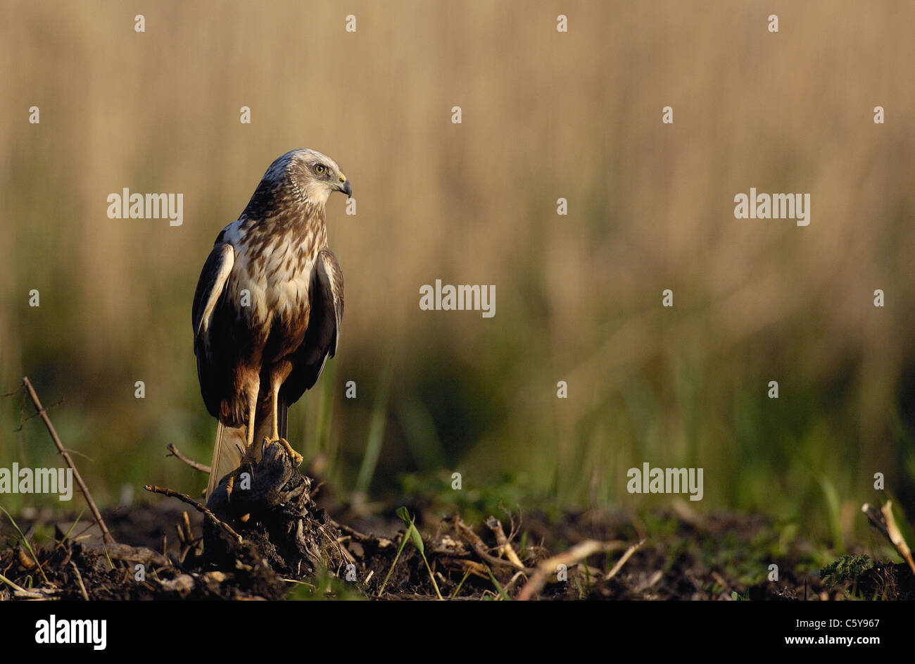MARSH HARRIER Circus aeruginosus  An adult male that has landed in a ploughed field.  Norfolk, UK Stock Photo