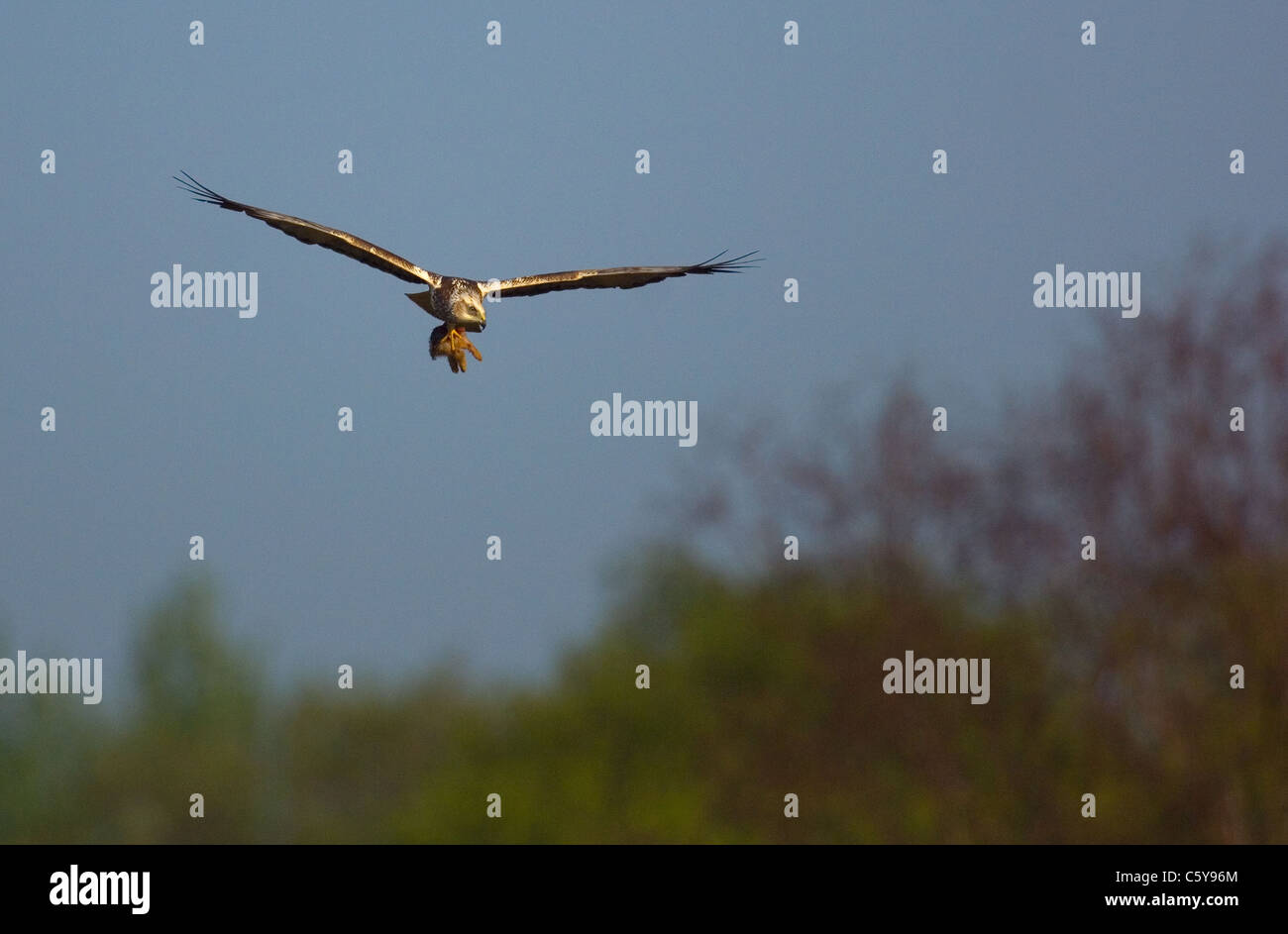 MARSH HARRIER Circus aeruginosus  An adult with a dead rabbit flying in early morning light  Norfolk, UK Stock Photo