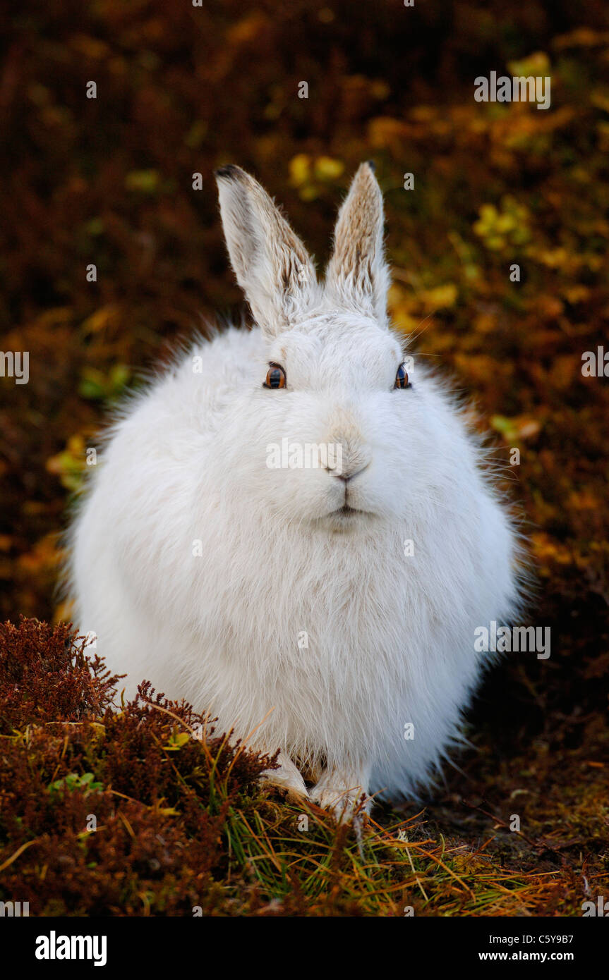 lepus-timidus-global-warming-hi-res-stock-photography-and-images-alamy