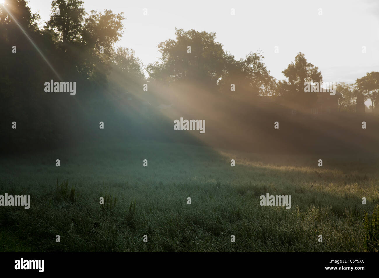 The rays of light are seen through thick fog, the sun is rising behind the trees near a field one early morning Stock Photo