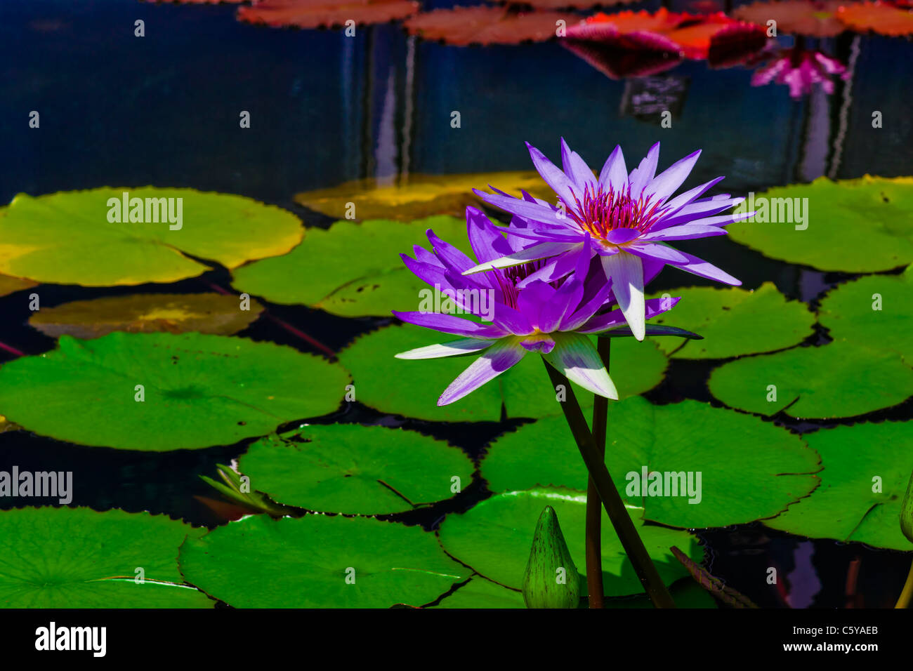 Aquatic plants water lilies hires stock photography and images Alamy