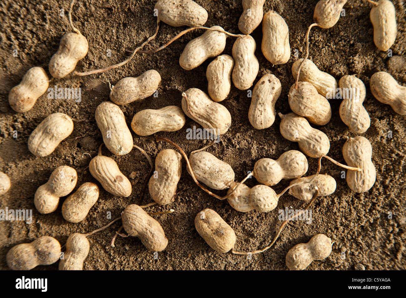 Harvested peanuts drying Stock Photo