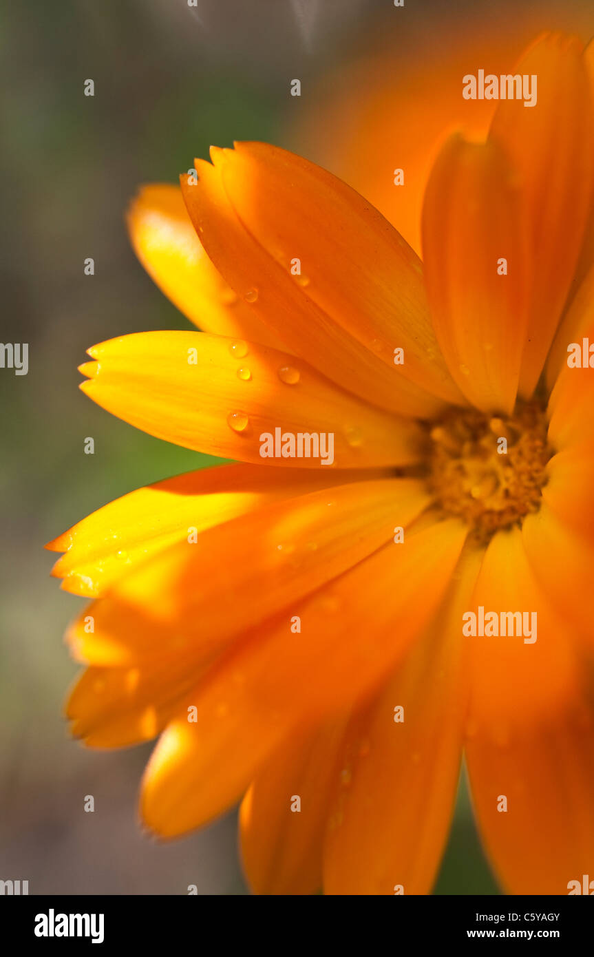 A macro photograph of Calendula Balls Improved Orange, a Pot Marigold